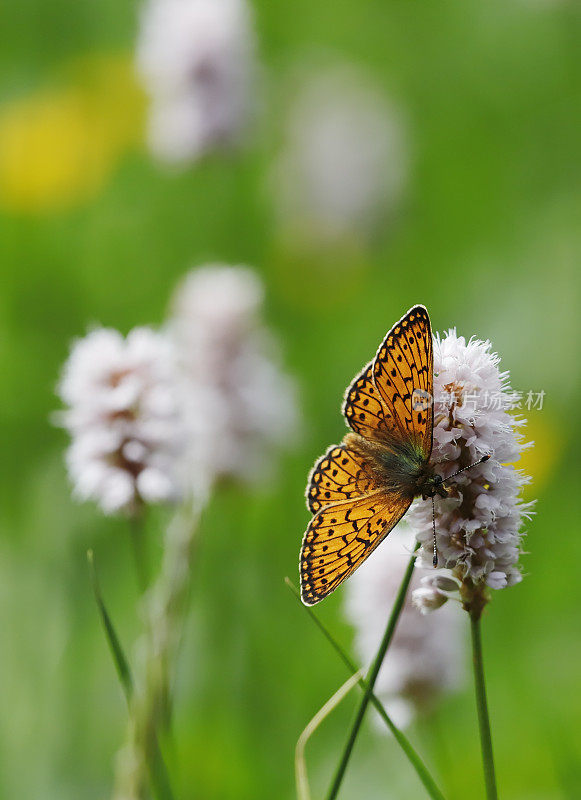 沼泽贝母蝶(Boloria eunomia)